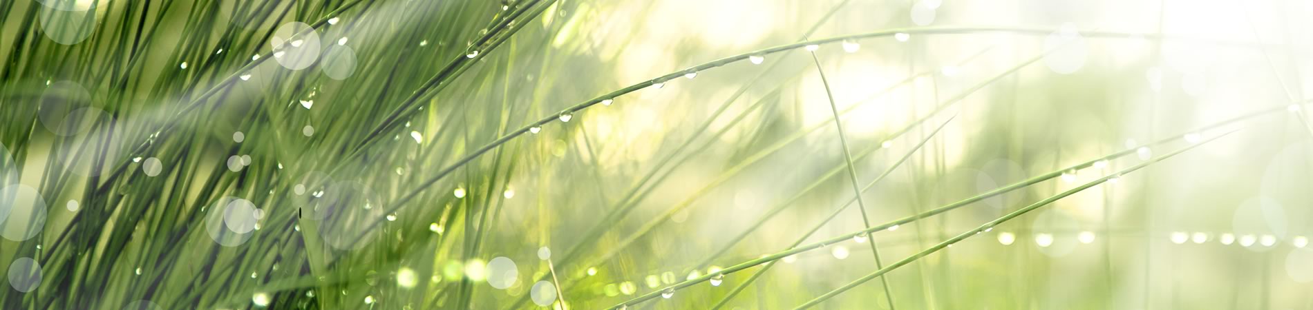 Close up of Grass with dew drops