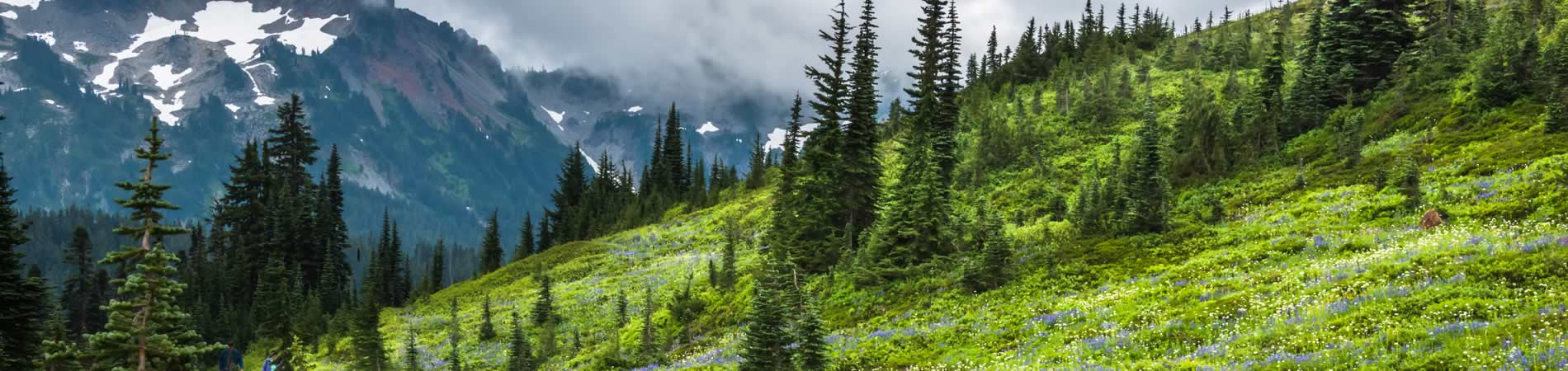 Forest on mountain